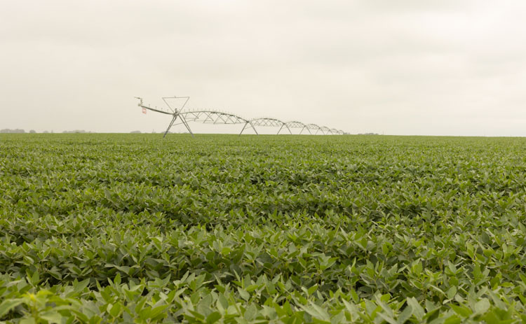 July Beans