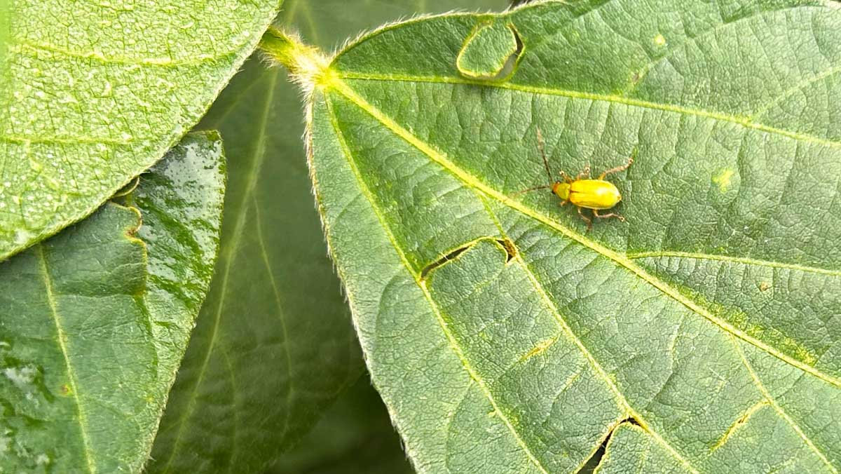 Beetle on soybean leaf