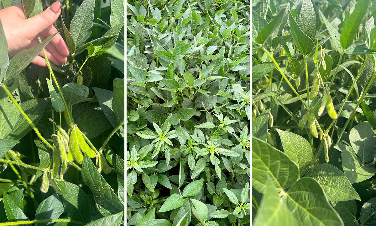 Crop Progress Soybeans in the summer