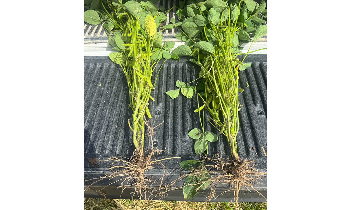 DAP compared to RhizoSorb Bunches of soybeans with different treatment