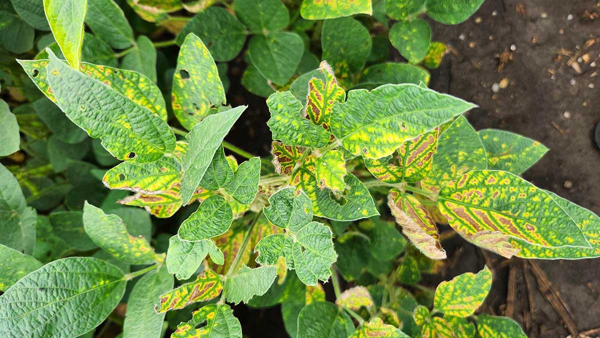 SDS Foliar Symptoms Soybean plant with sudden death syndrome