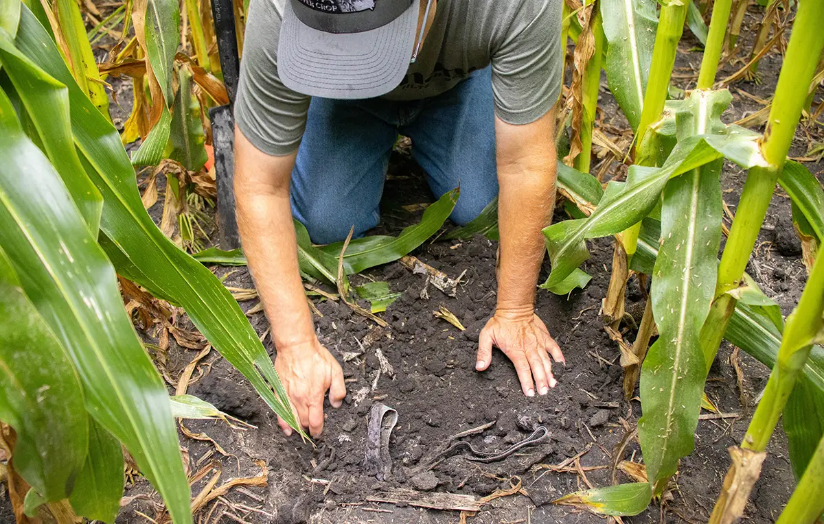 Completing the soil health experiment Digging up buried underwear
