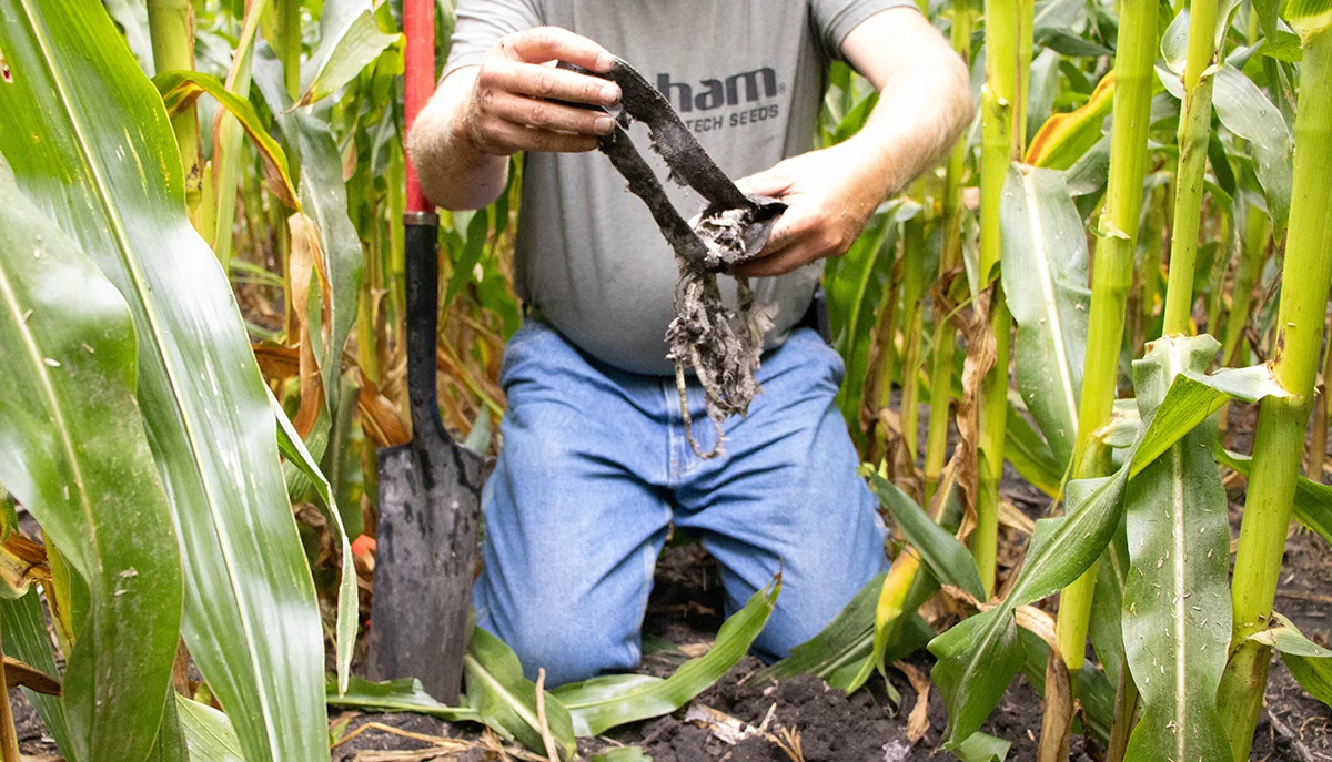 Decomposing underwear in corn field