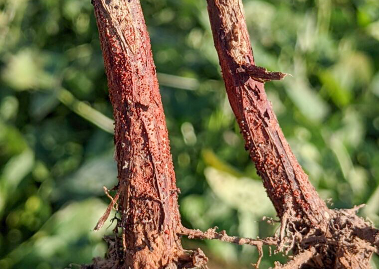Red Crown Rot on Soybeans