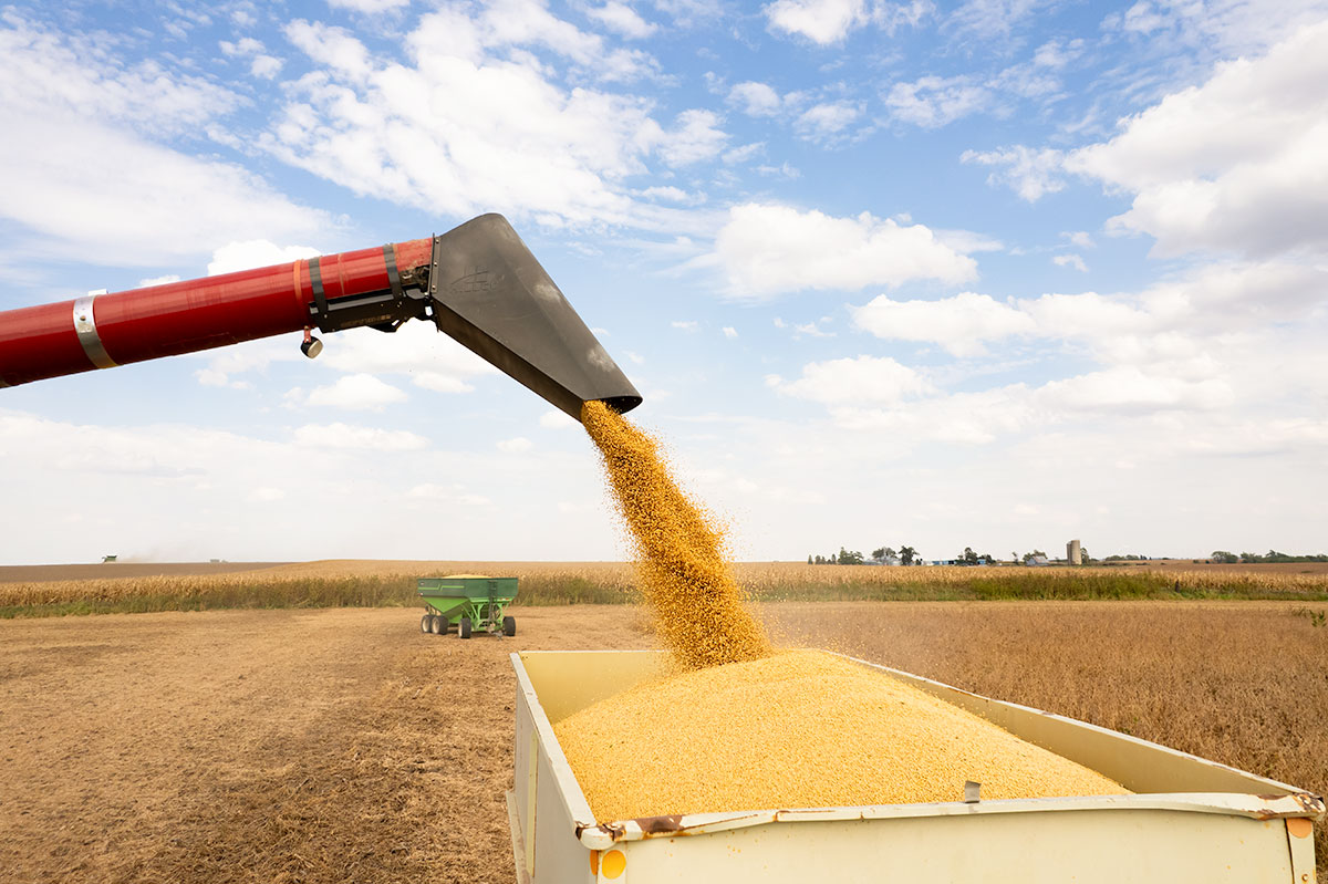 Combine Unloading Soybeans