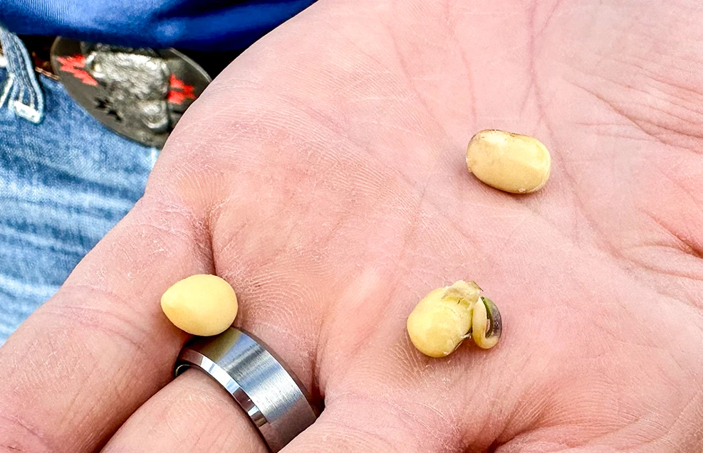 Beans Sprouting