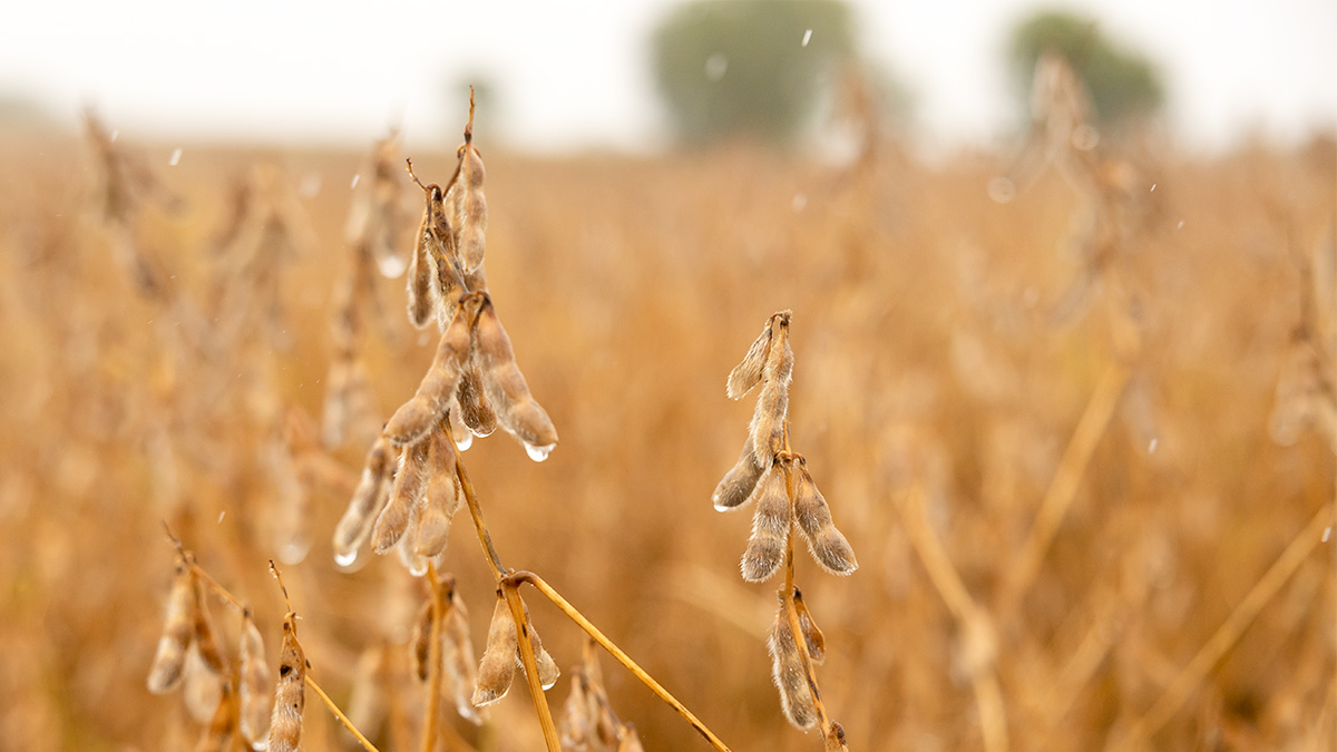 Beans with Raindrops
