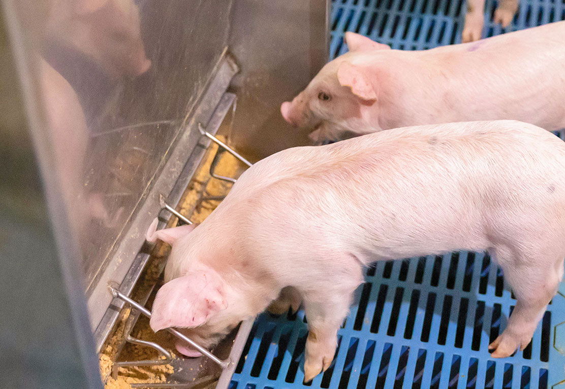 Pigs Eating