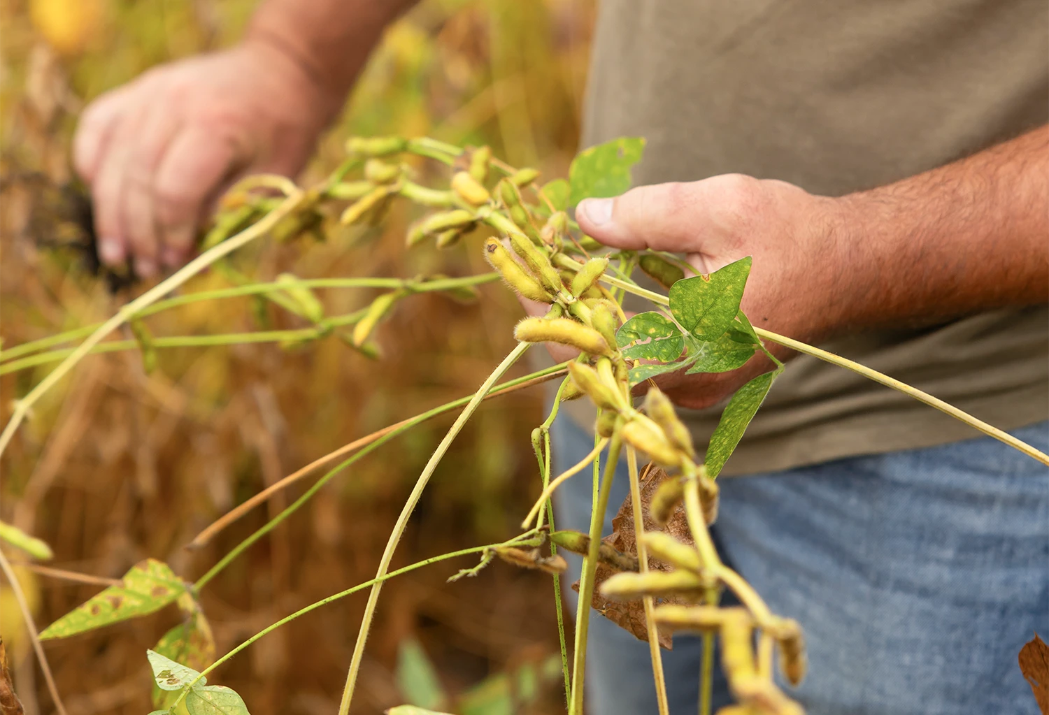 Man Holds Beans