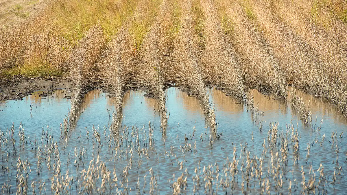 Wet Spot in a field