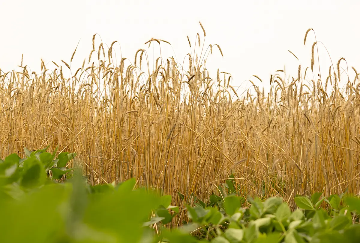 Rye in Field