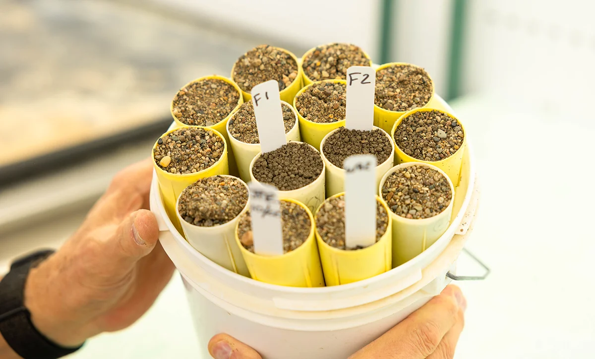 SCN Samples Soybean Cyst Nematode research at ISU