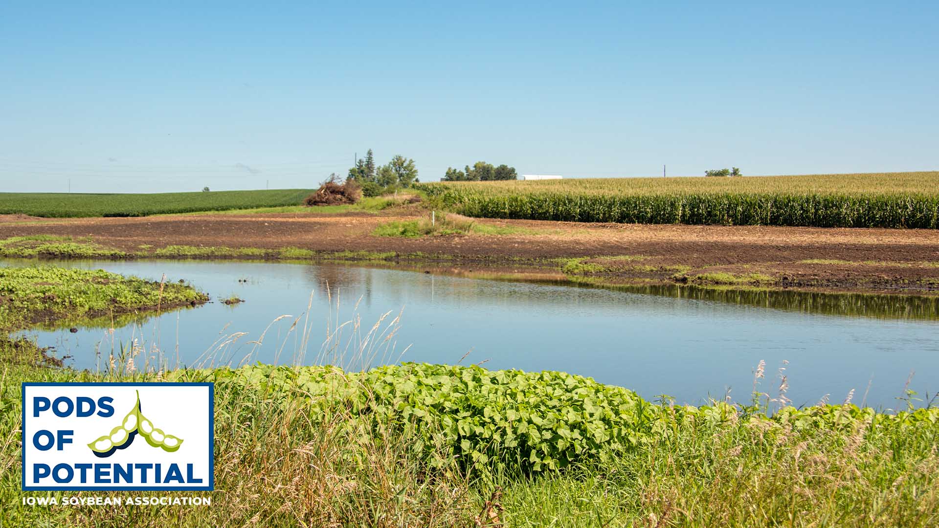 Wetland in Iowa