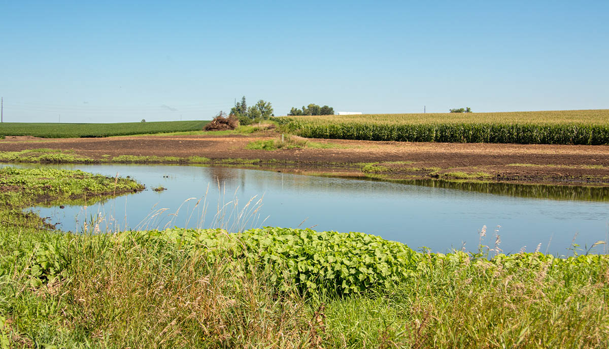 Wetland in Iowa