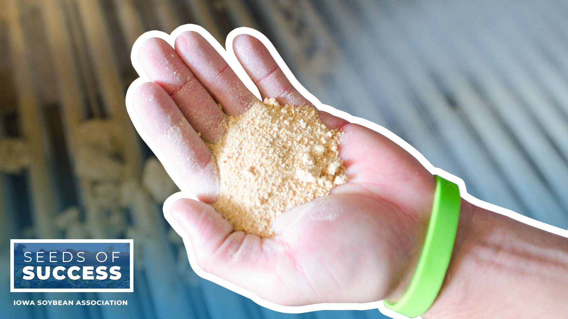 Soybean meal in hand