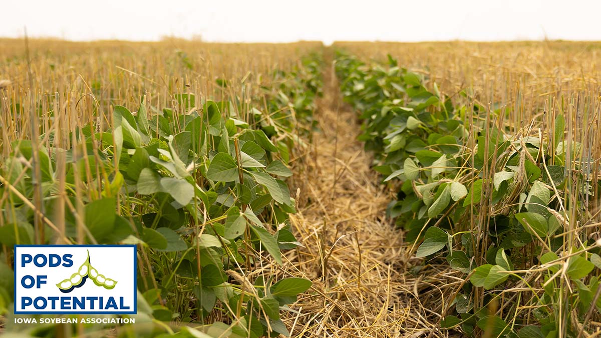 Soybeans growing under recently harvested rye