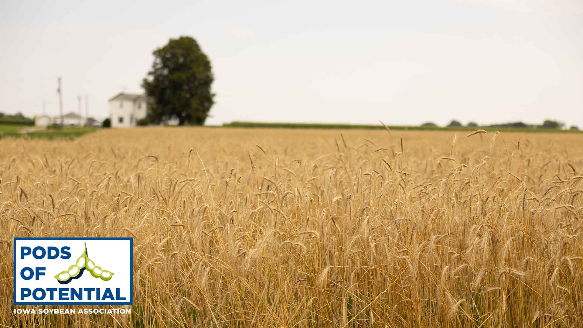 Field of rye ready to be harvested