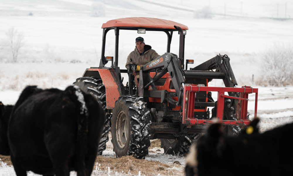Ethan Crow feeds hay to his cattle after a fresh blanke