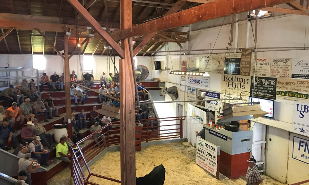 Mark and Allen Venteicher's Massena Livestock Sales rin