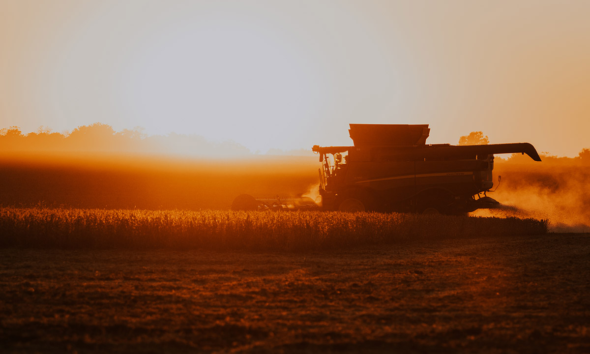 Combine harvesting soybeans in field