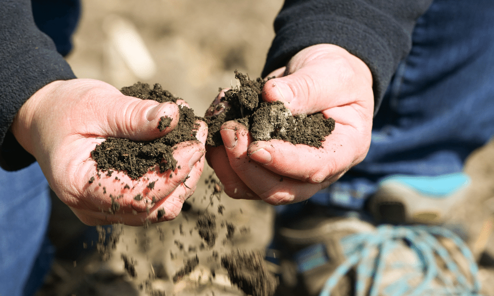 Closeup of hands holding field soil.