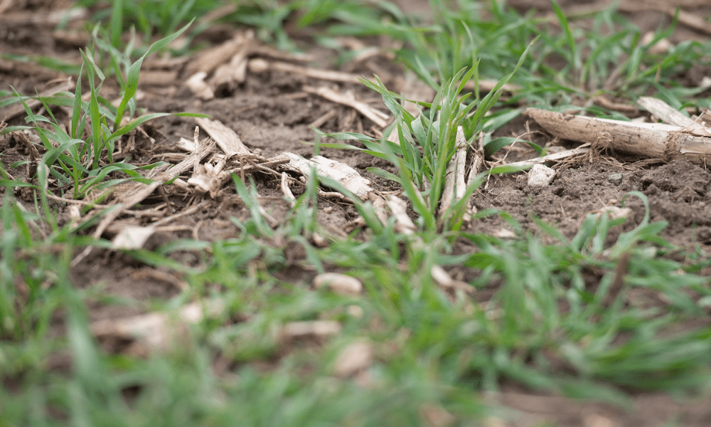 Cover crops