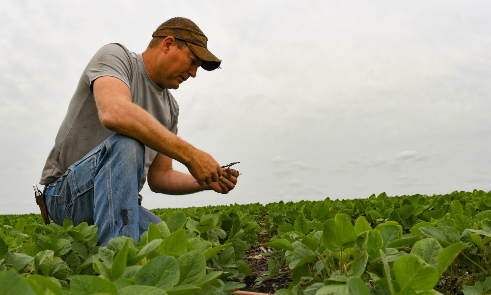 Brock Hansen scouts soybeans in his field near Baxter. 