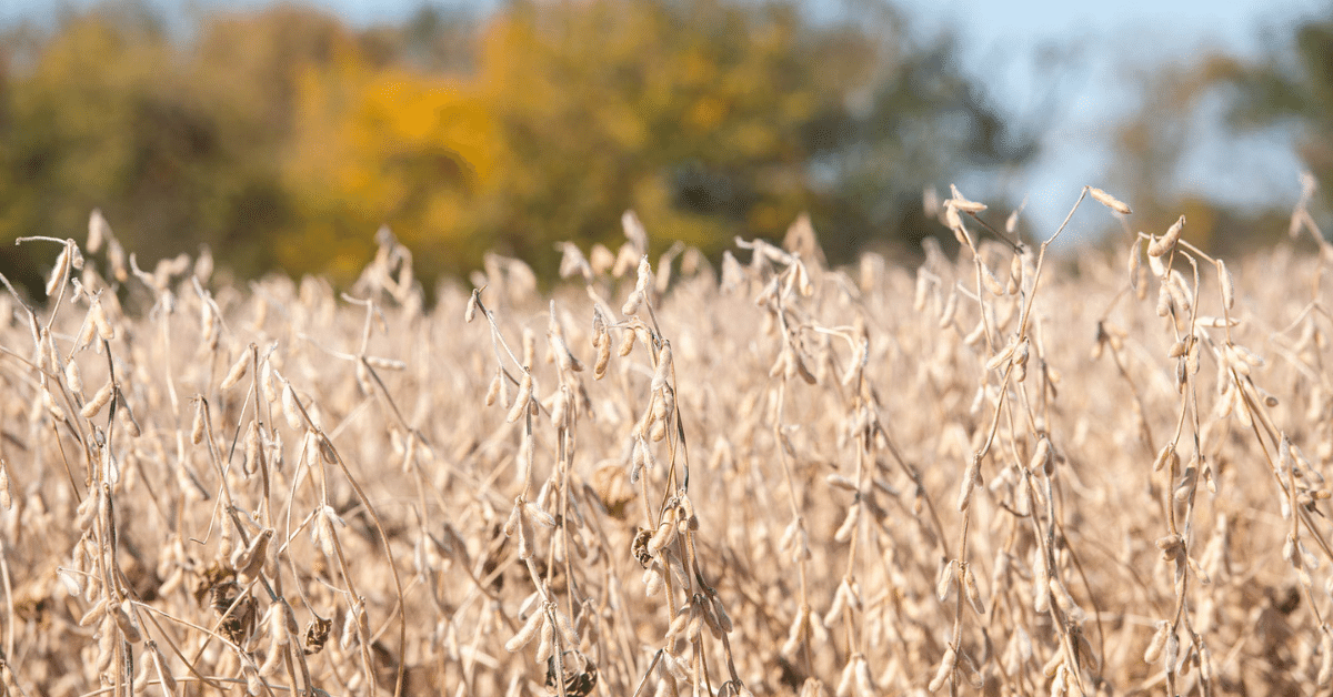 A soybean field glows orange at sunset.