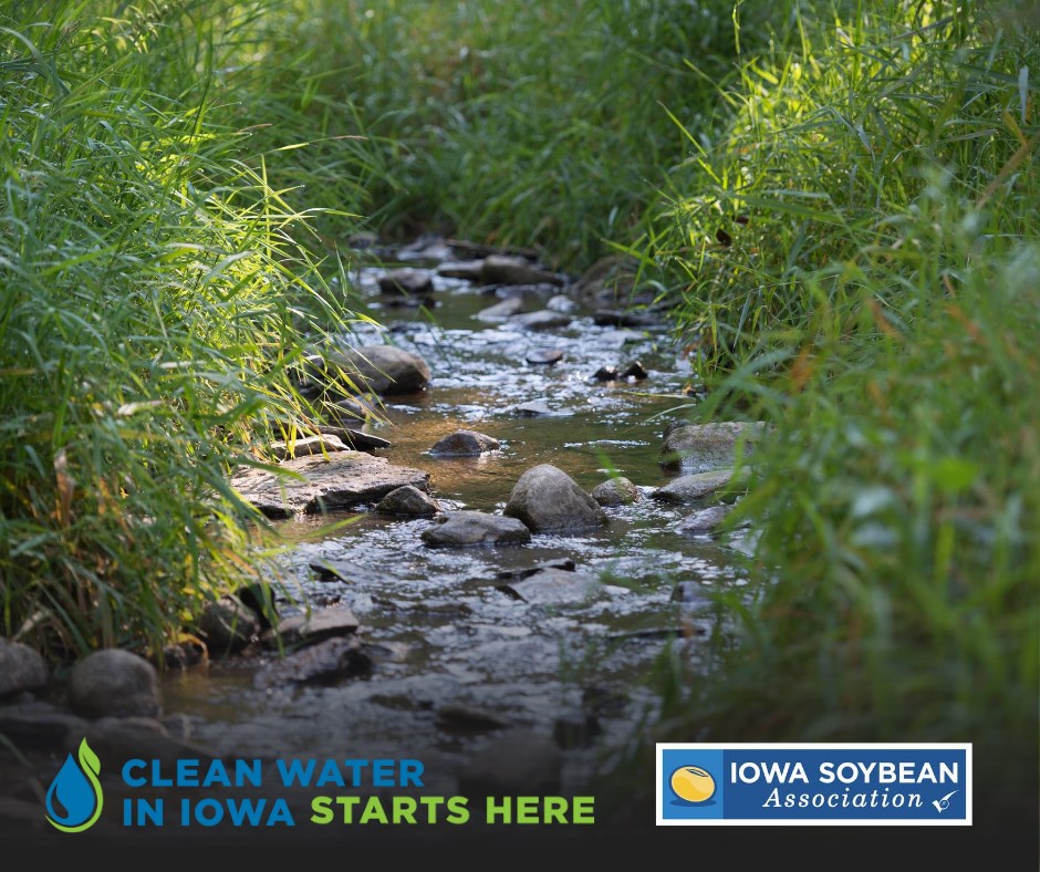 A stream with rocks running through tall grass