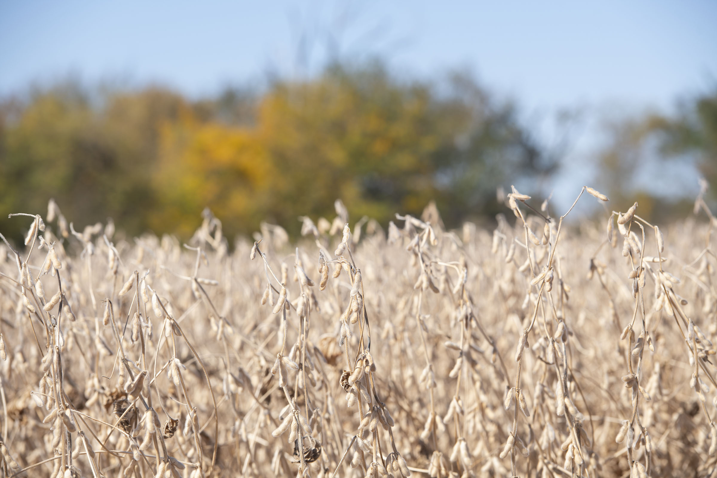 Golden soybean plants shimmer in the mid-Autumn afterno