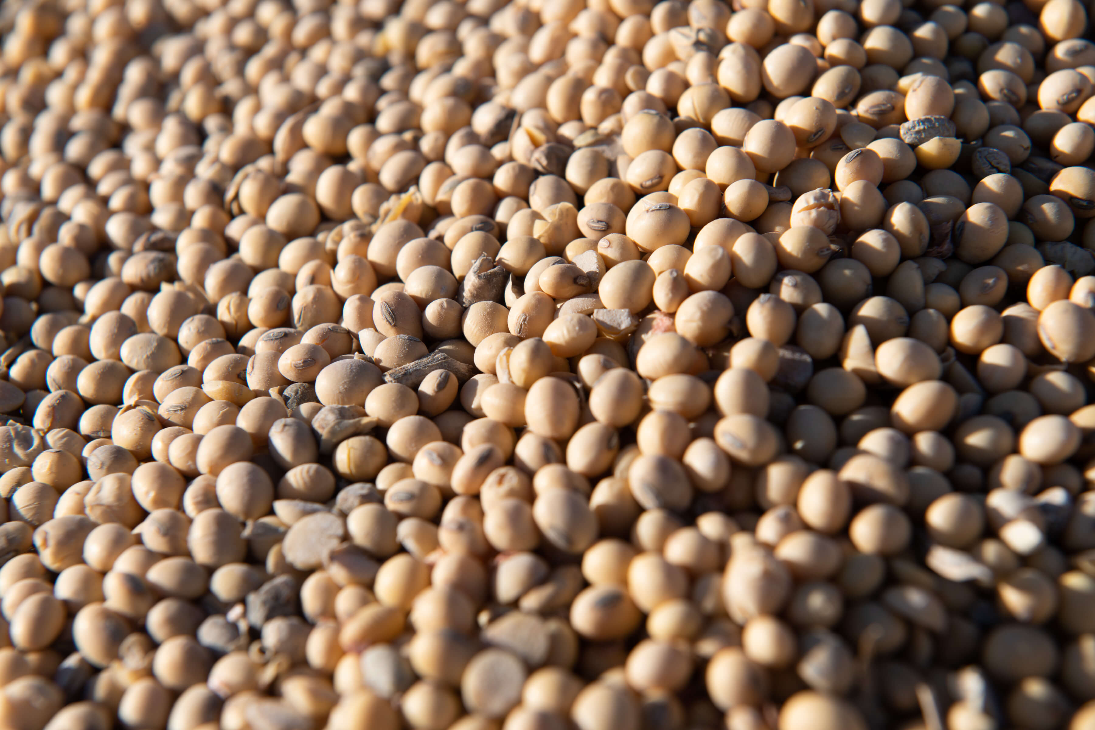 A close-up image of several individual soybeans