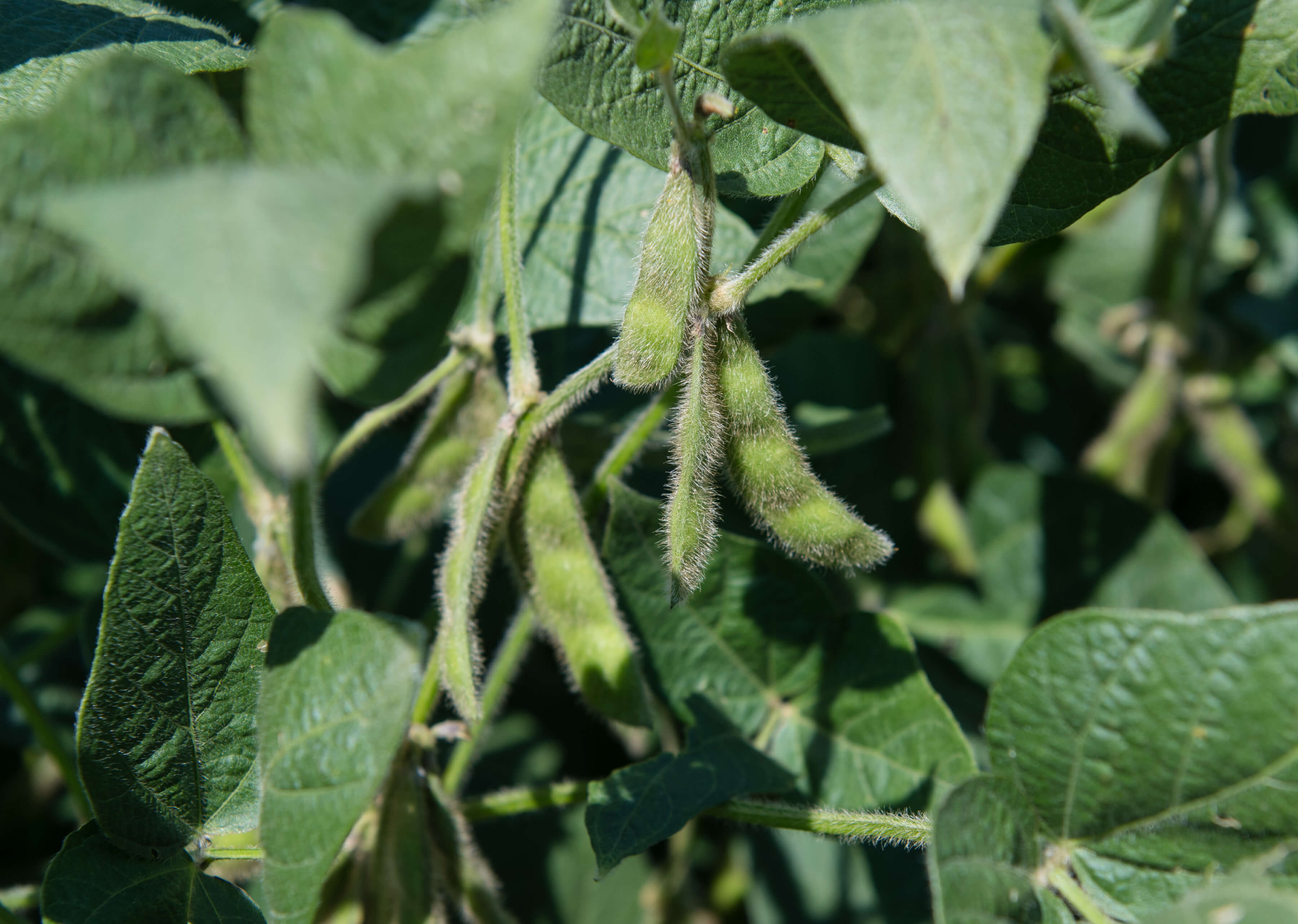 Soybean pods hanging from a soybean plant