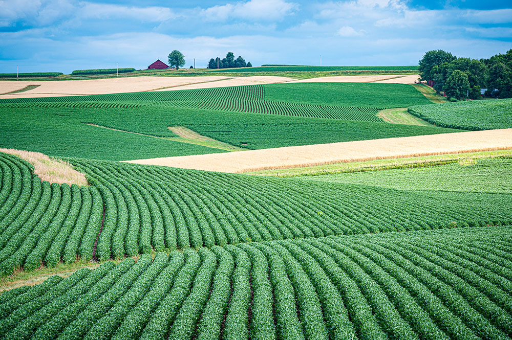 Soybeans, corn and other crops blanket a rolling hill