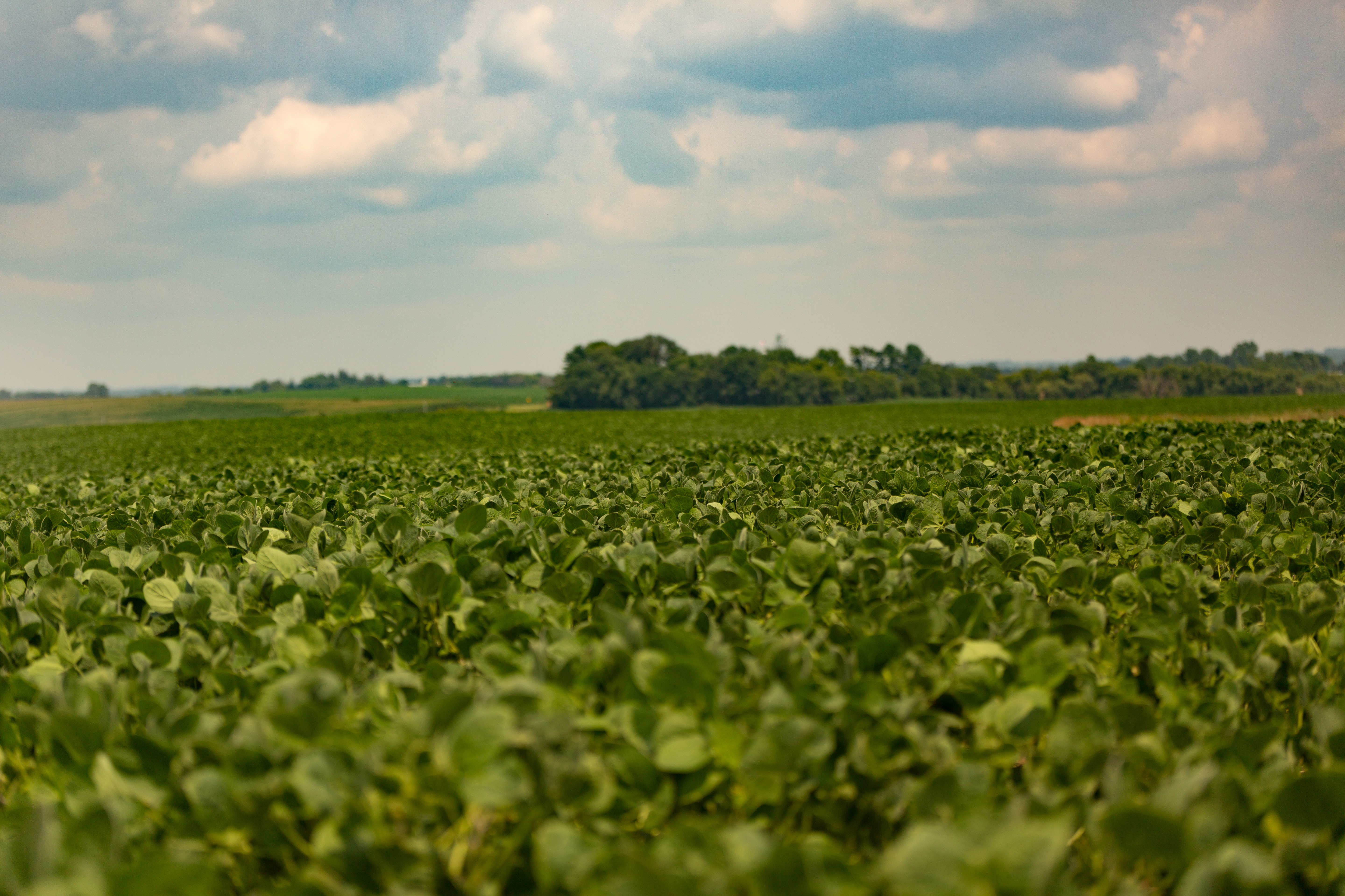 Iowa soybean field