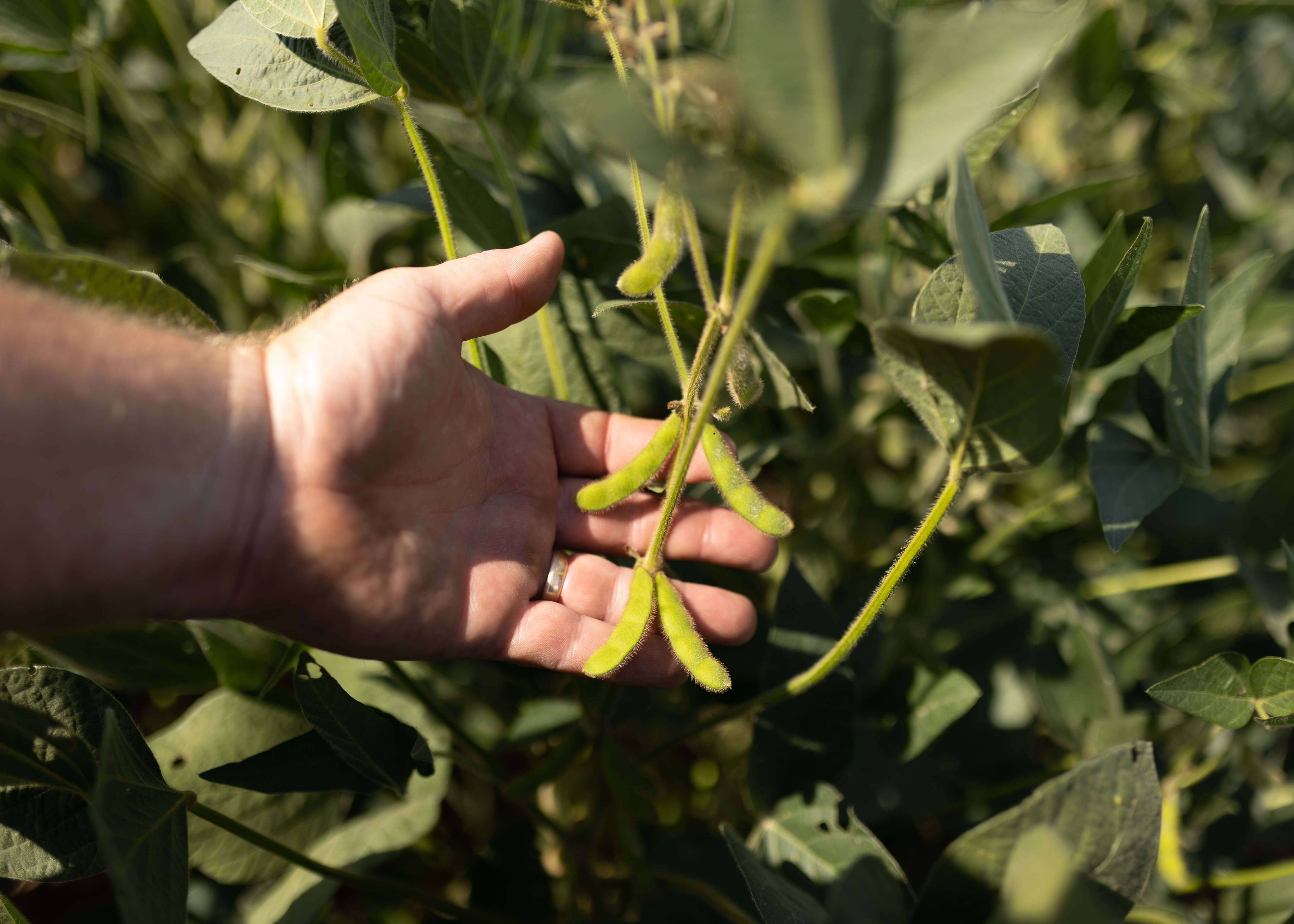 Photo Credit: Joclyn Bushman/Iowa Soybean Association