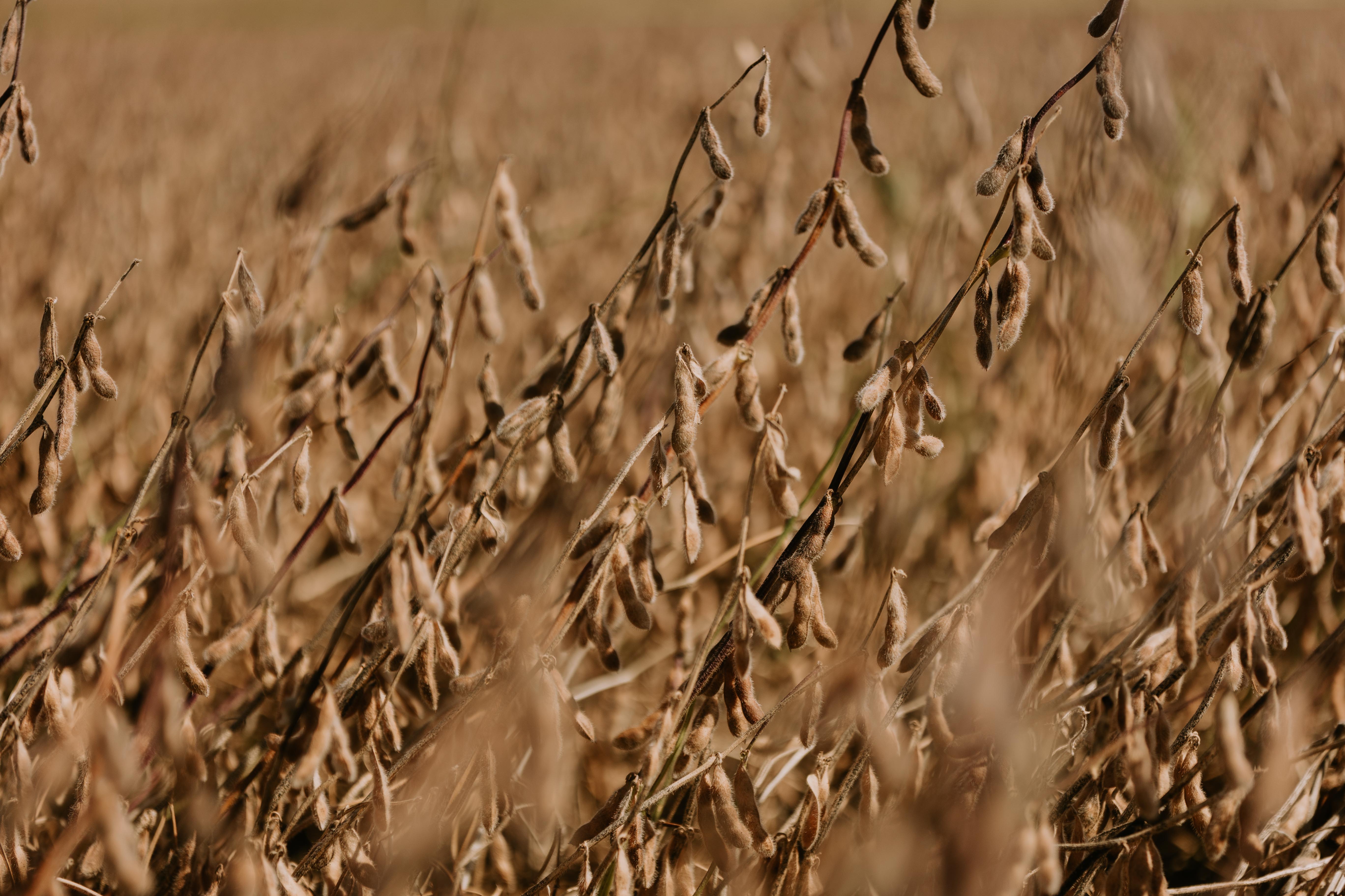 Photo Credit: Joclyn Bushman/Iowa Soybean Association