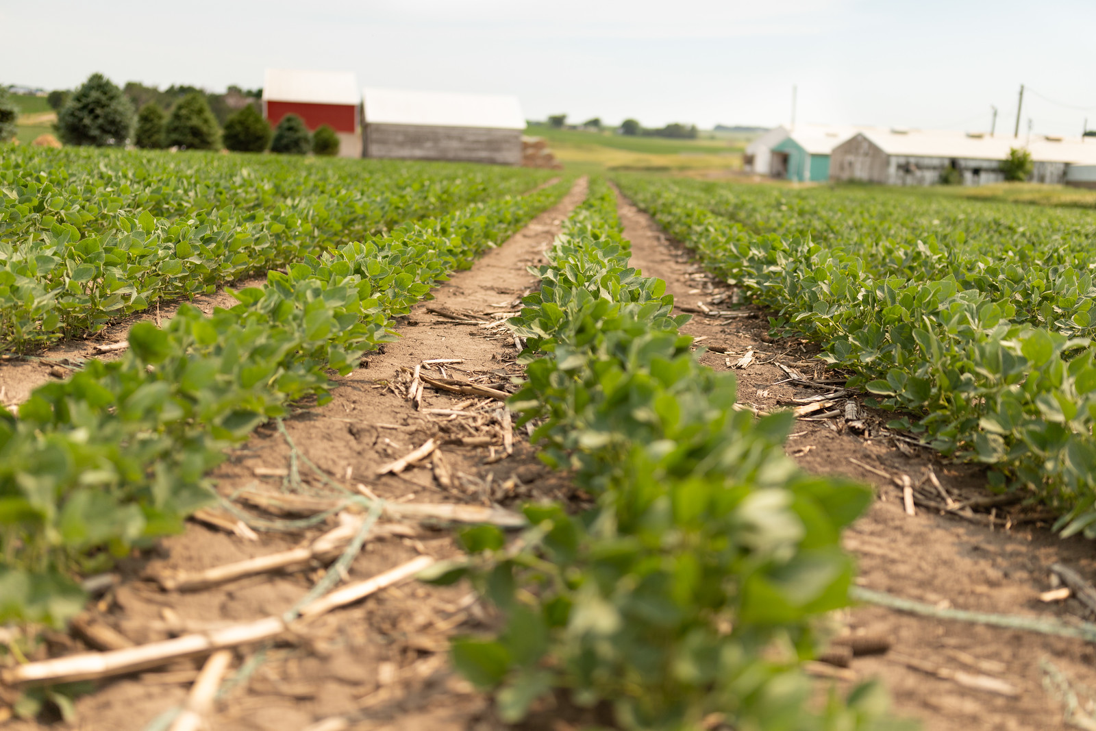 Photo Credit: Joclyn Bushman/Iowa Soybean Association