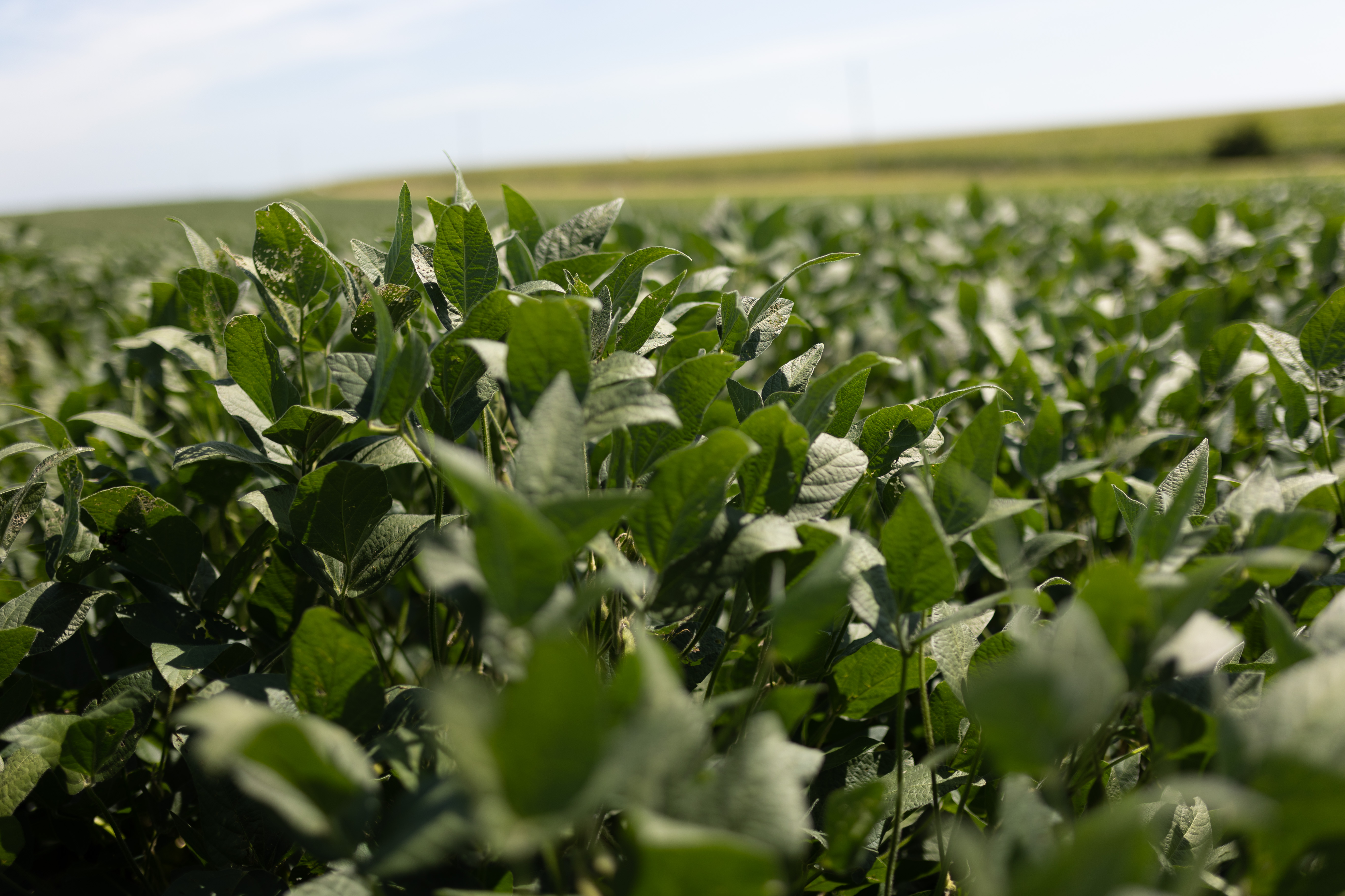 Photo Credit: Joclyn Bushman/Iowa Soybean Association