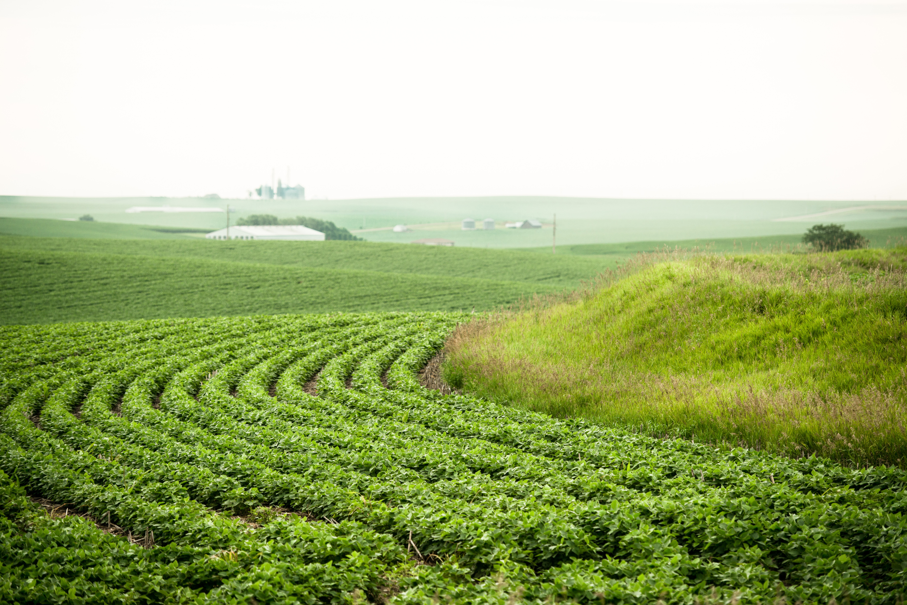 Photo: Iowa Soybean Association