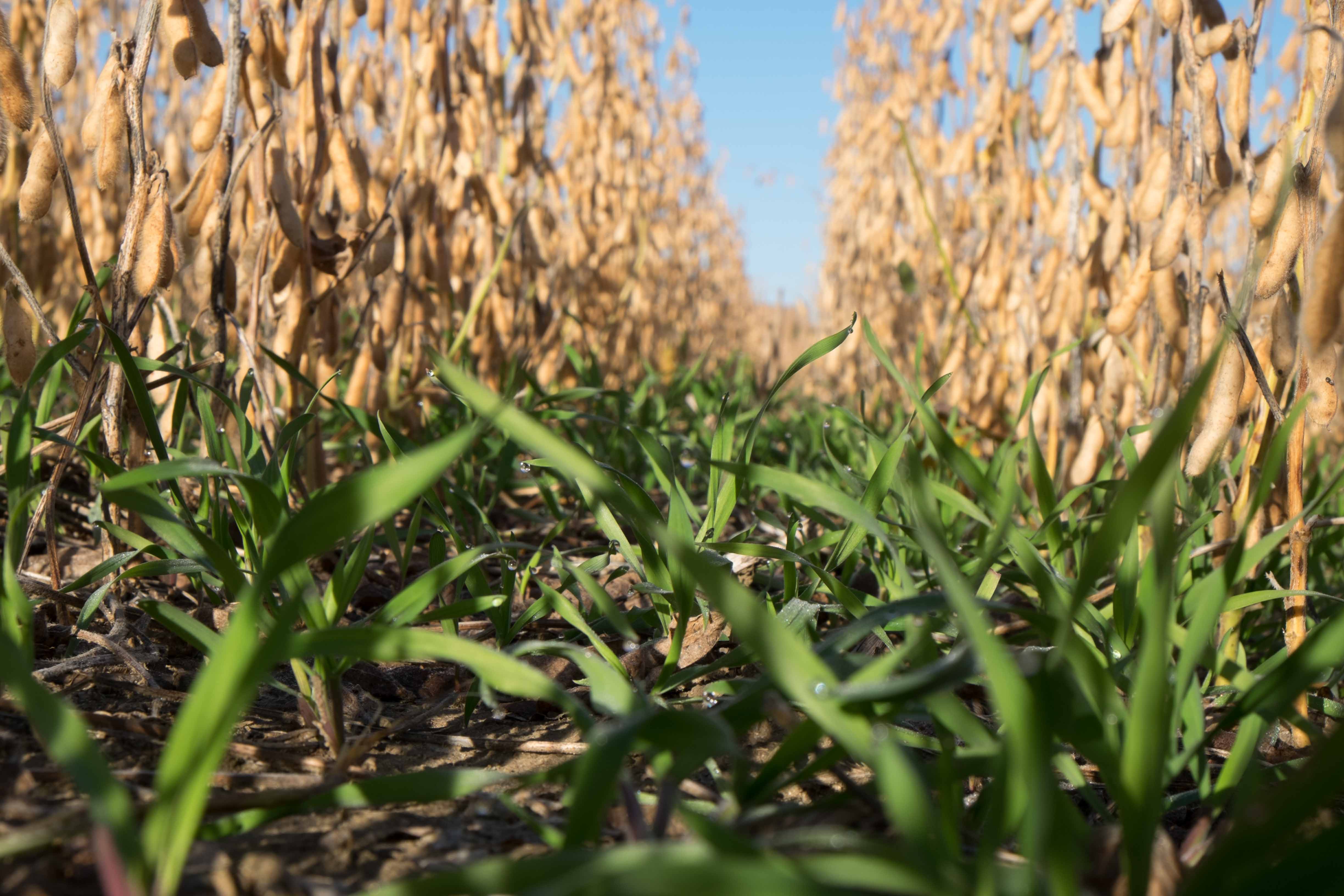 Photo: Kriss Nelson/Iowa Soybean Association