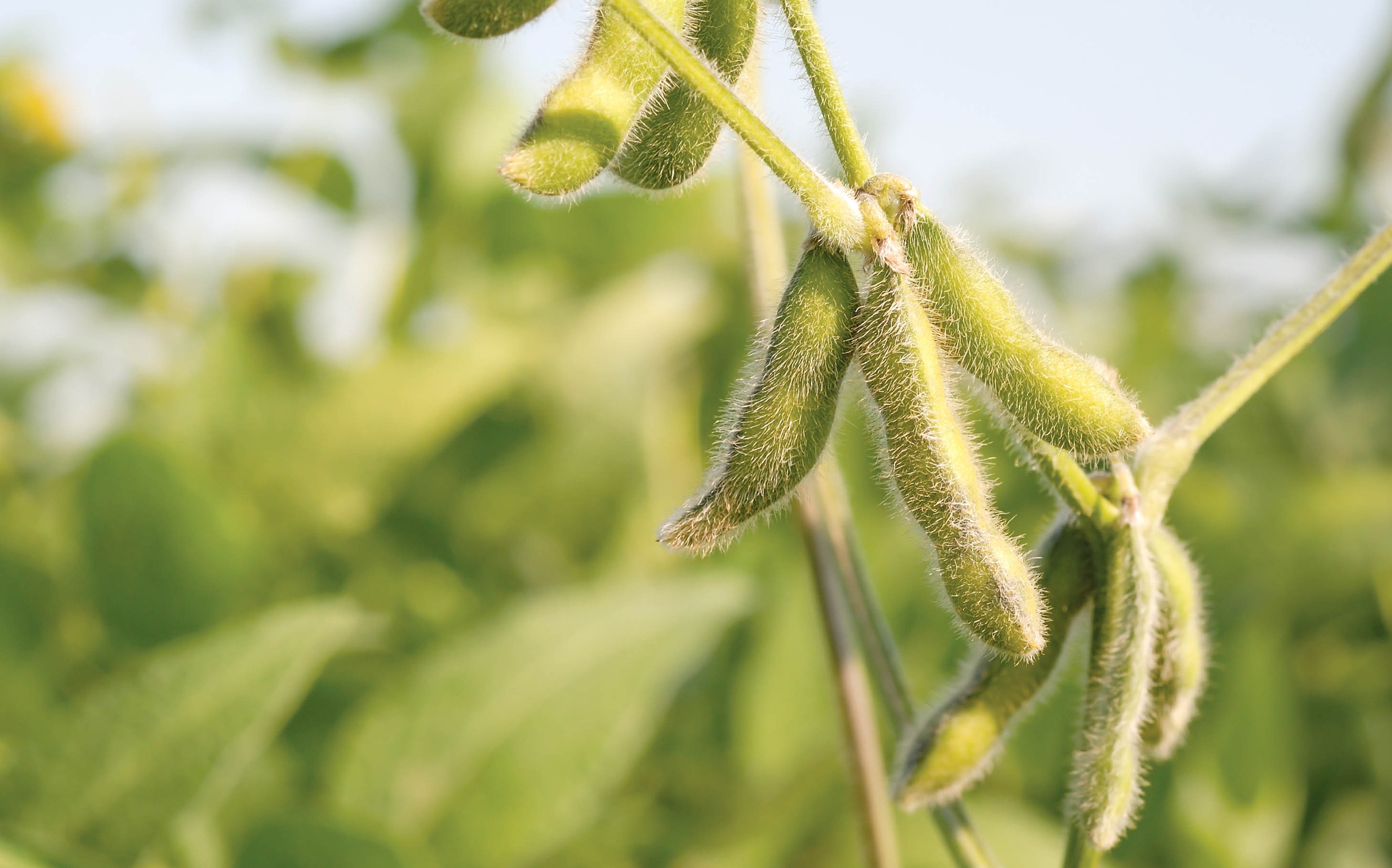 Soybeans grow in the field of an ISA farmer member