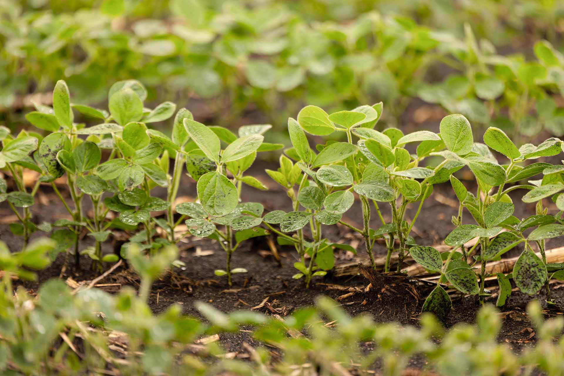 Soybeans emerging in a field