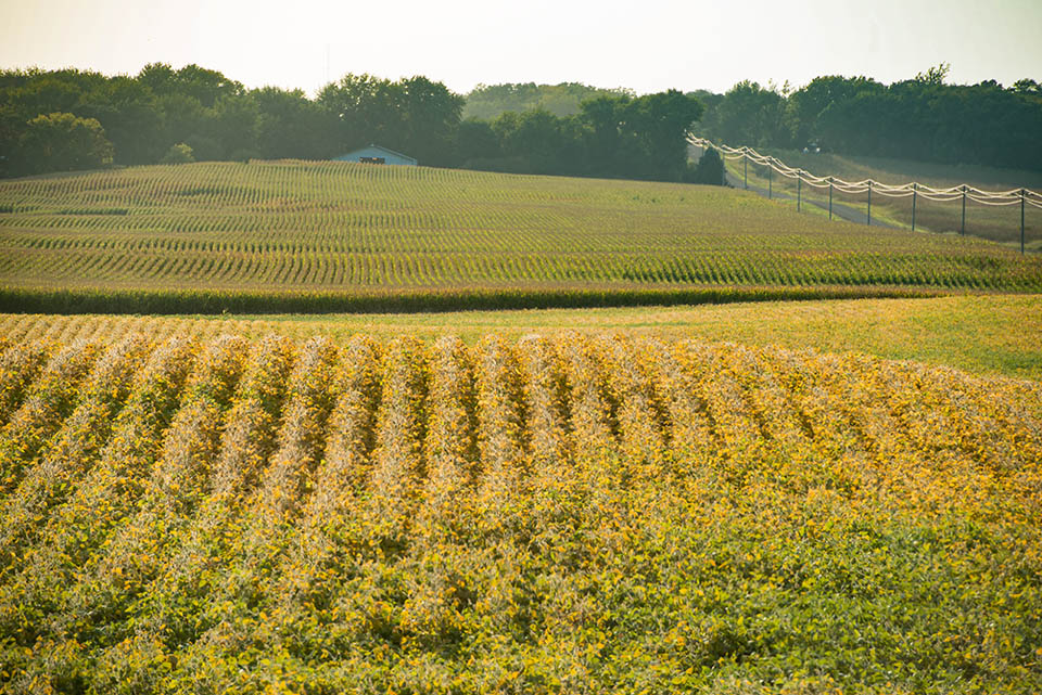 Soybeans grow in Iowa field