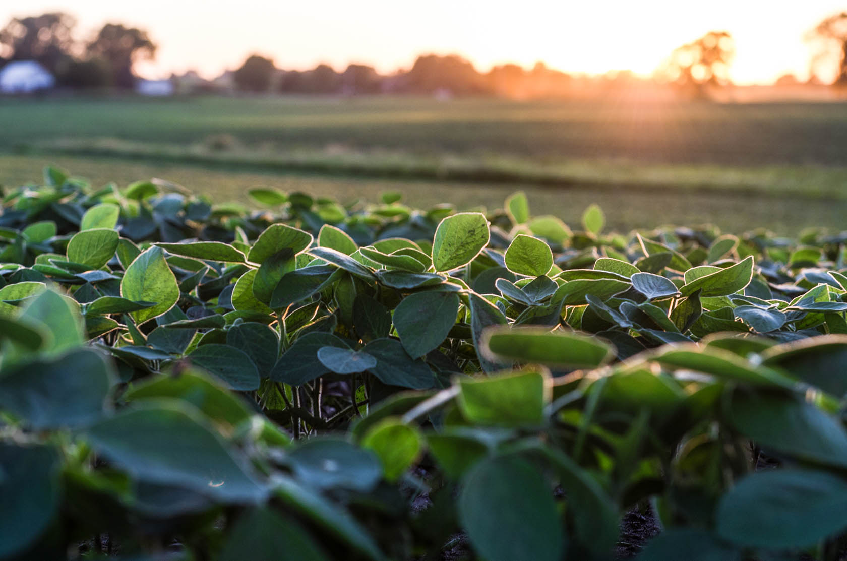 Rows of soybean plants at dawn