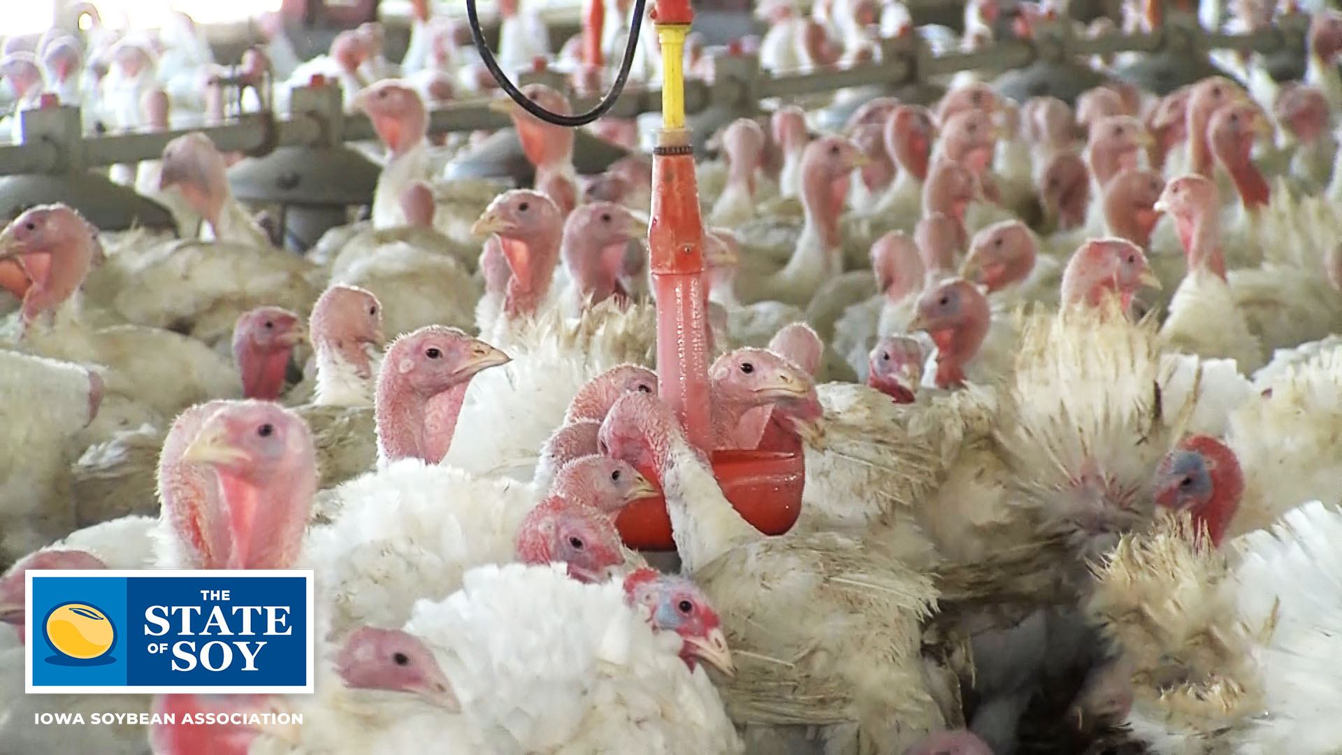 Group of turkeys drinking water on turkey farm