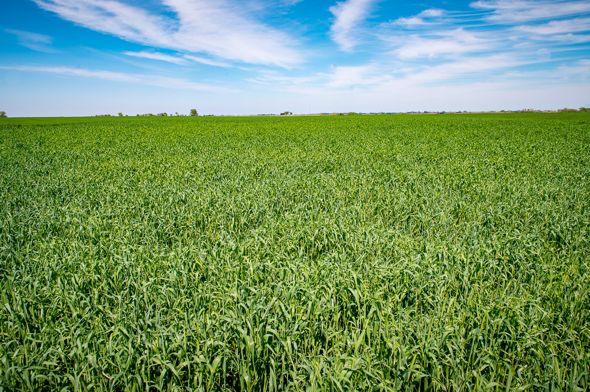 Cover crops grow green against a blue sky