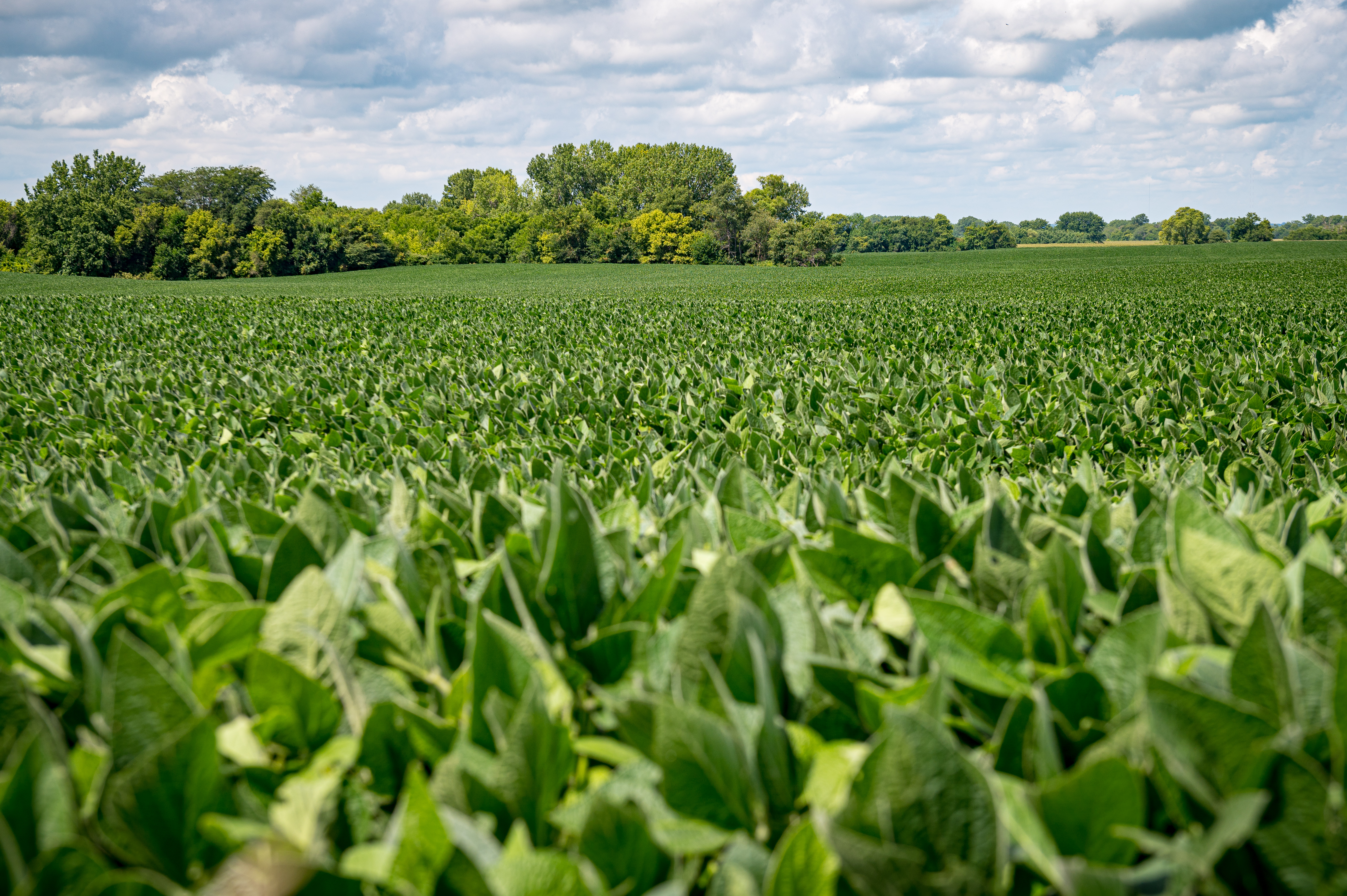 A green soybean field against a blue sky