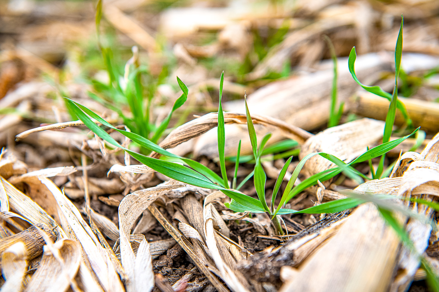 Green cover crops poke out through corn stubble