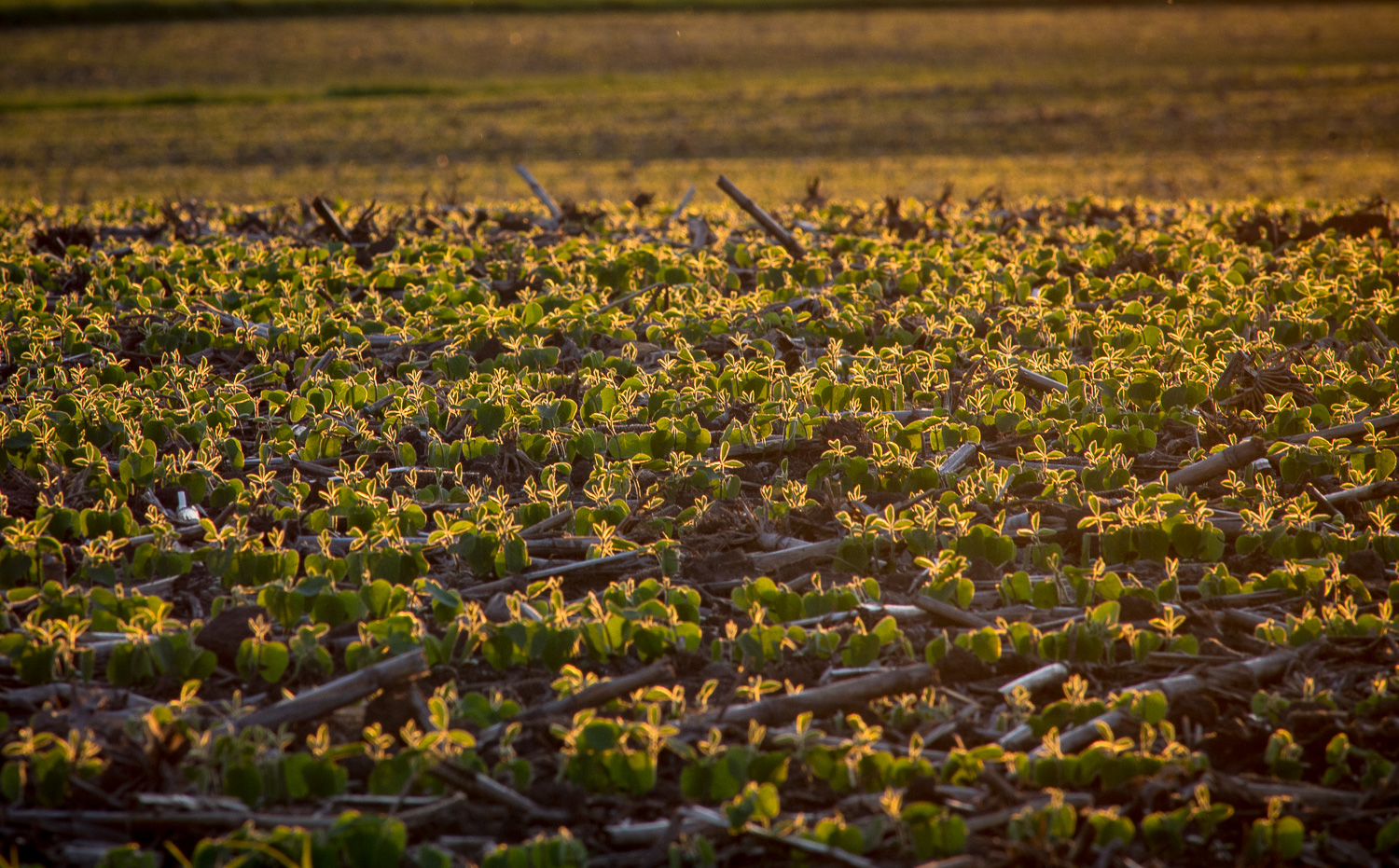 Soybean field at sunset