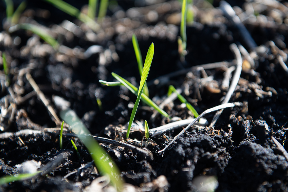 Green cover crops poke through black dirt.